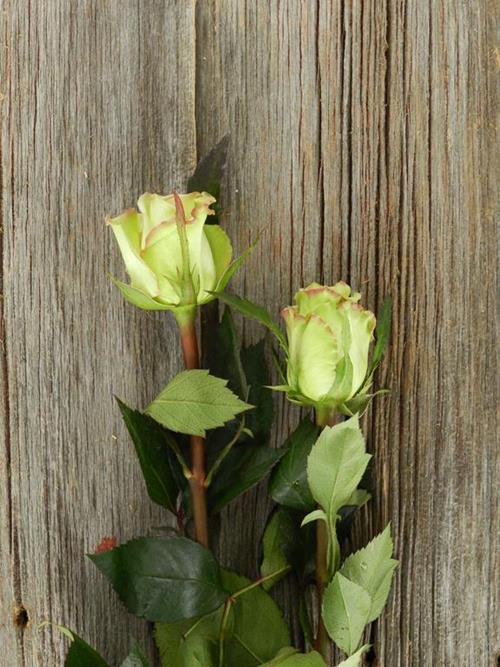 GREEN FASHION   ROSES